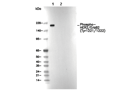 Phospho-HER2/ErbB2 (Tyr1221/1222) Antibody
