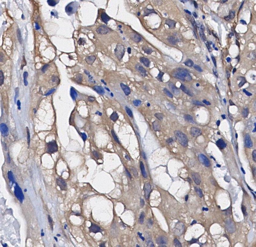 Phospho-eIF2α (Ser51) Antibody