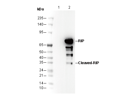 RIP Antibody