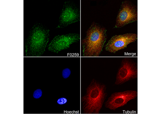 Rab5 Antibody