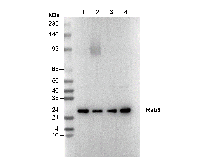 Rab5 Antibody