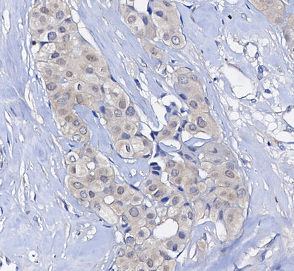 SirT3 Antibody