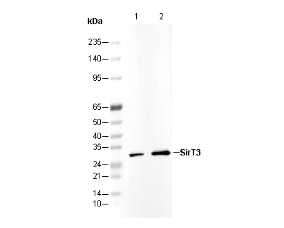 SirT3 Antibody
