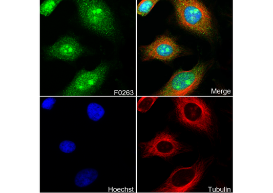 Stat1 Antibody
