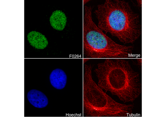 Survivin Antibody