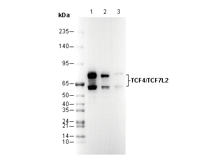 TCF4/TCF7L2 Antibody