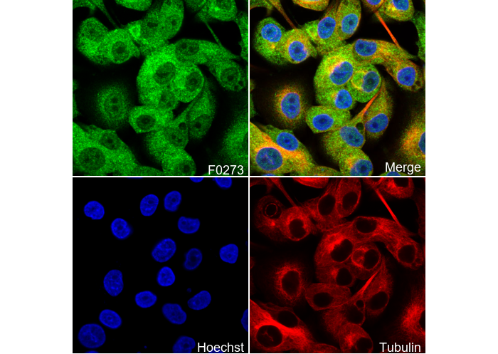 Atg16L1 Antibody