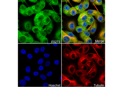 Atg16L1 Antibody