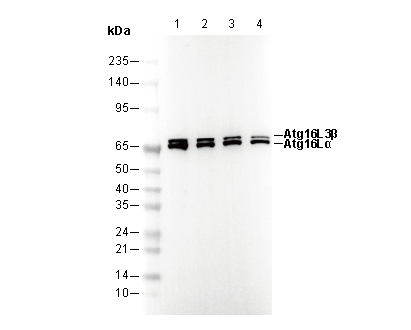 Atg16L1 Antibody