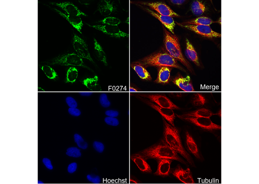 COX IV Antibody