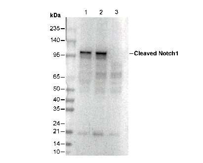 Cleaved Notch1 (Val1744) Antibody
