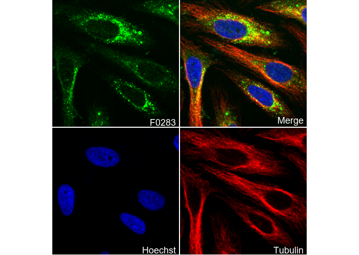 HSP90 Antibody