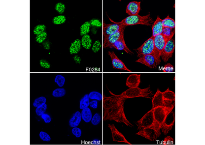 Histone H2A.X Antibody