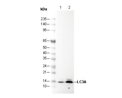 LC3A Antibody