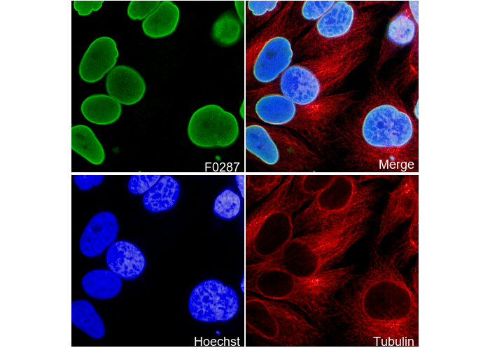 Lamin A/C Antibody