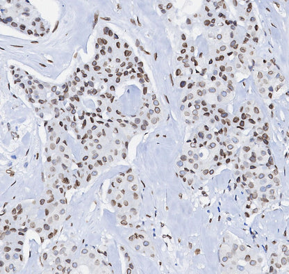 Lamin A/C Antibody