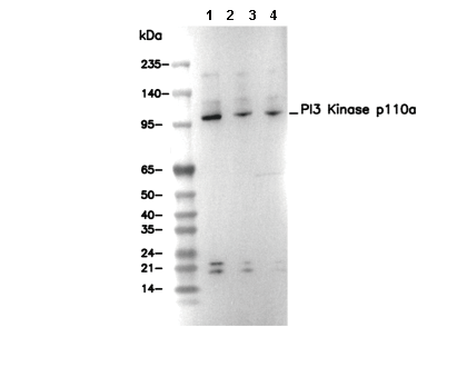 PI3 Kinase p110α Antibody