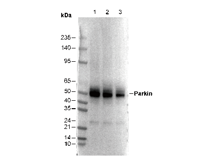 Parkin Antibody
