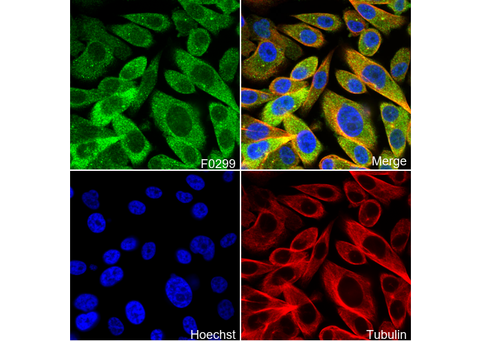 Phospho-GSK-3β (Ser9) Antibody