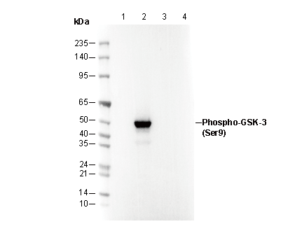 Phospho-GSK-3β (Ser9) Antibody