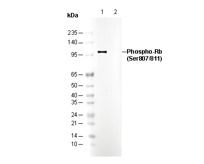 Phospho-Rb (Ser807/811) Antibody