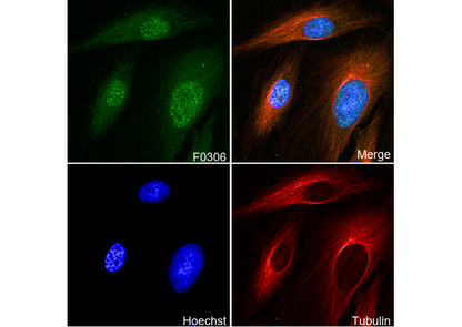 Phospho-cdc2 (Tyr15) Antibody