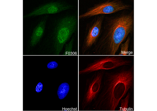 Phospho-cdc2 (Tyr15) Antibody