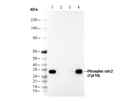 Phospho-cdc2 (Tyr15) Antibody