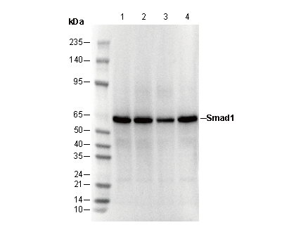 Smad1 Antibody