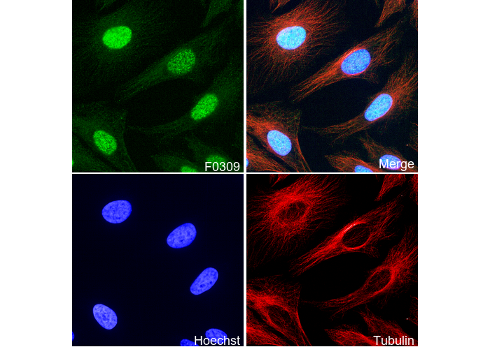 Smad2 Antibody