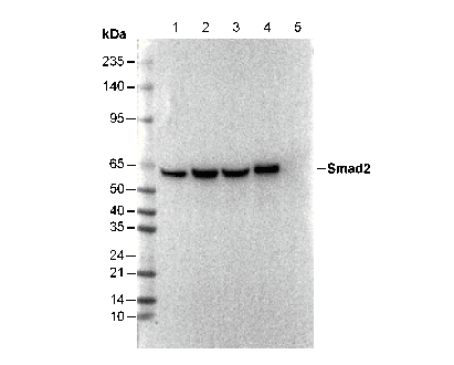 Smad2 Antibody