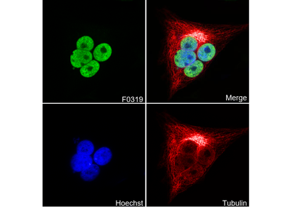 Acetyl-Histone H3 (Lys9) Antibody
