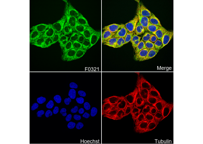 Bak Antibody