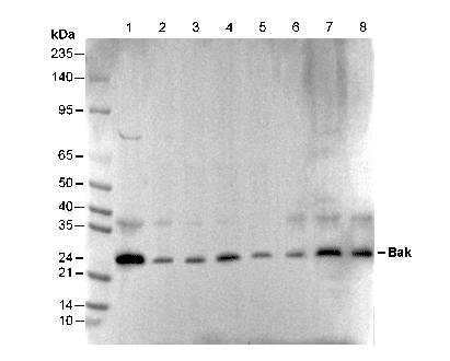 Bak Antibody