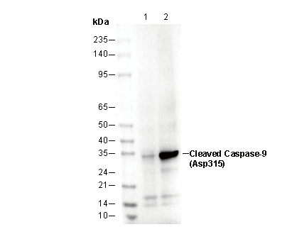 Cleaved Caspase9 (Asp315) Antibody