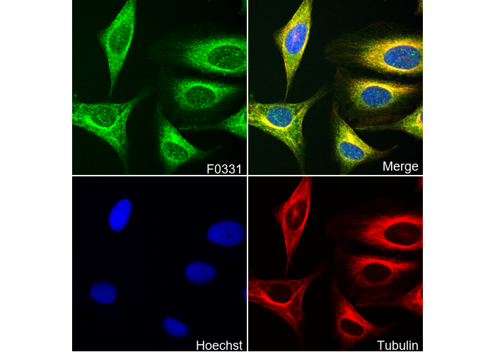 FGF Receptor 1 Antibody