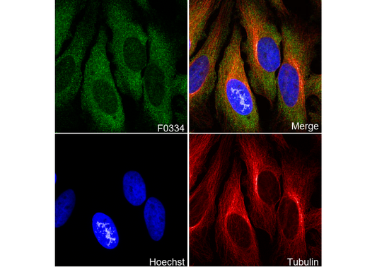 MEK1/2 Antibody