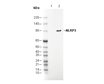 NLRP3 Antibody