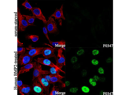 Phospho-Smad1/5/9 (S463/465, S463/465, S465/467) Antibody