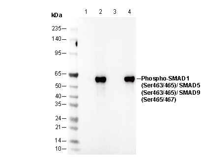 Phospho-Smad1/5/9 (S463/465, S463/465, S465/467) Antibody
