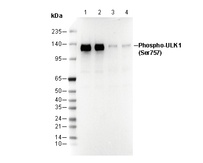 Phospho-ULK1 (Ser757) Antibody
