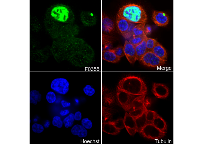 Phospho-p53 (Ser15) Antibody