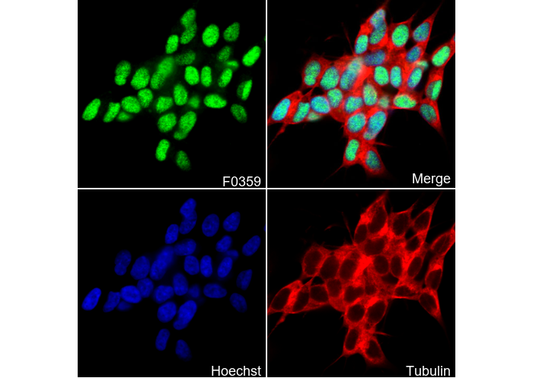 Rb Antibody