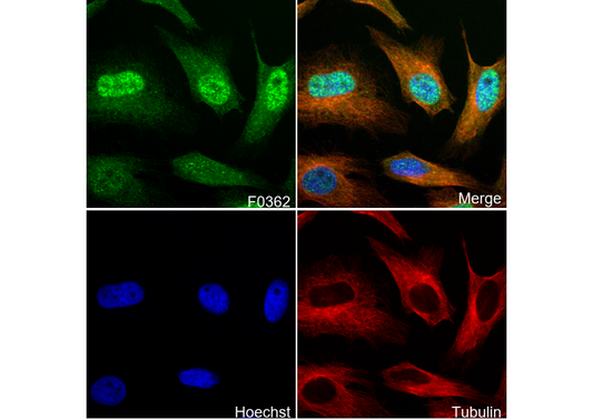 Slug Antibody
