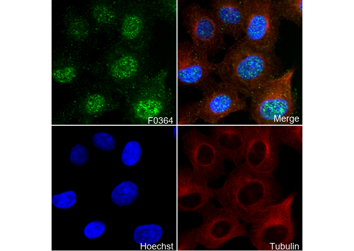 Smad3 Antibody