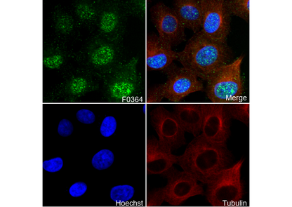 Smad3 Antibody
