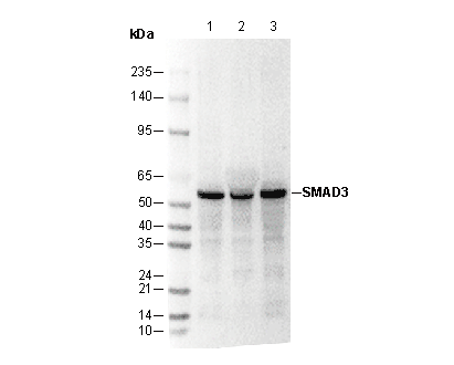Smad3 Antibody