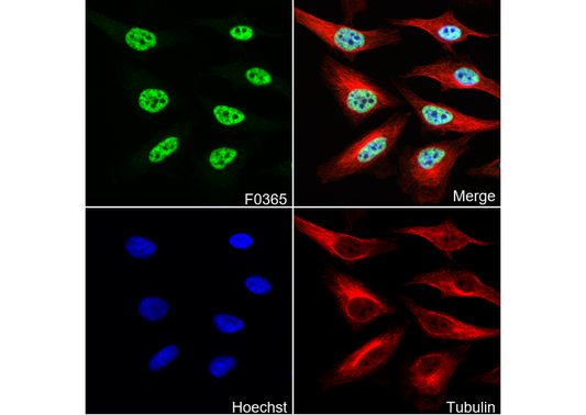 Histone H3 (tri methyl Lys4) Antibody