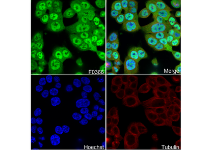 YAP Antibody