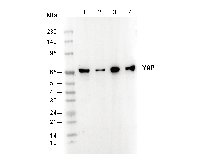 YAP Antibody